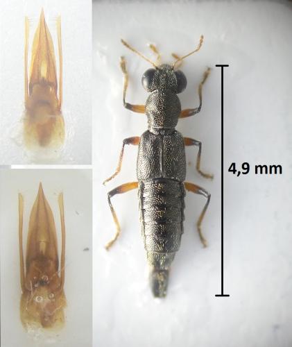 Réf. 202 109 : Stenus nitidiusculus